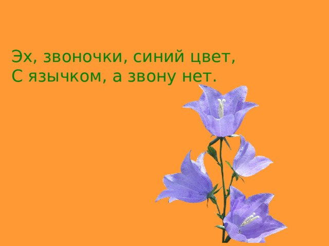 Эх, звоночки, синий цвет, С язычком, а звону нет. 