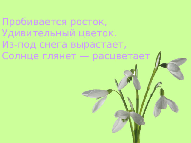 Пробивается росток, Удивительный цветок. Из-под снега вырастает, Солнце глянет — расцветает 