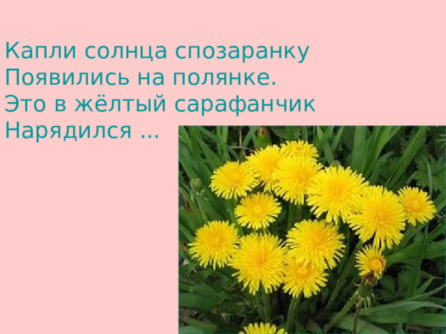 Капли солнца спозаранку   Появились на полянке.   Это в жёлтый сарафанчик   Нарядился ...   