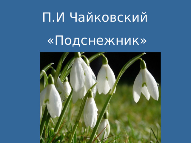П.И Чайковский «Подснежник» 