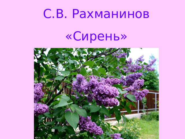 С.В. Рахманинов «Сирень» 