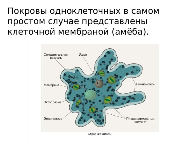 Покровы одноклеточных в самом простом случае представлены клеточной мембраной (амёба). 