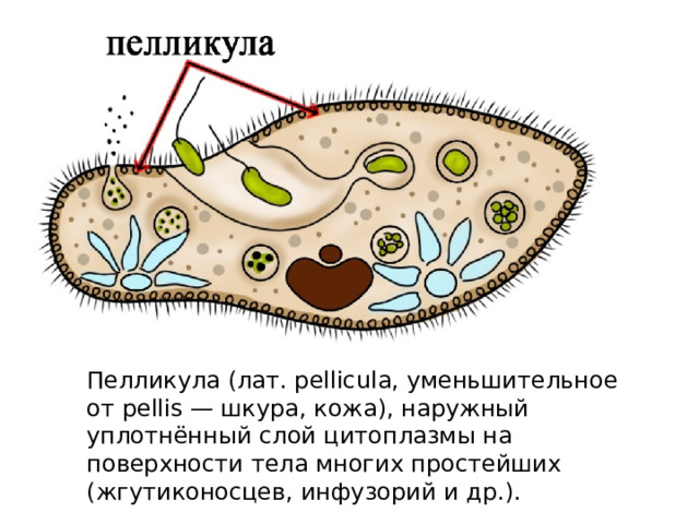Пелликула (лат. pellicula, уменьшительное от pellis — шкура, кожа), наружный уплотнённый слой цитоплазмы на поверхности тела многих простейших (жгутиконосцев, инфузорий и др.). 