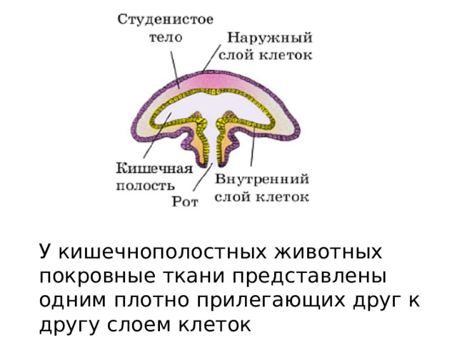 У кишечнополостных животных покровные ткани представлены одним плотно прилегающих друг к другу слоем клеток 