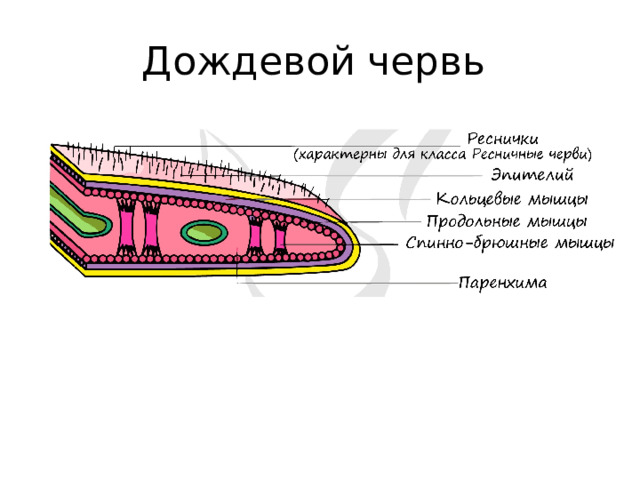 Дождевой червь 