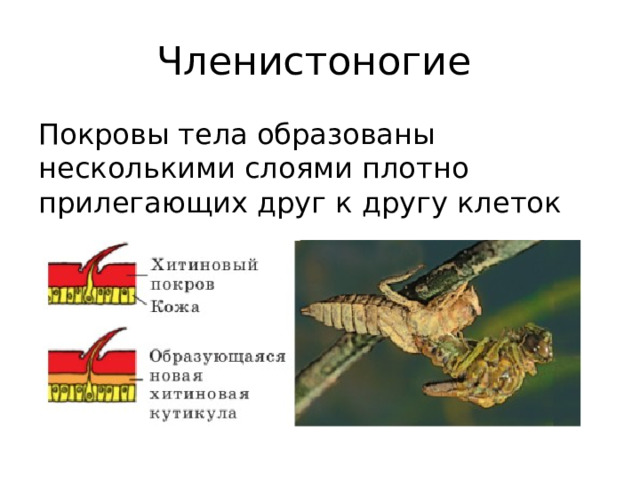 Членистоногие Покровы тела образованы несколькими слоями плотно прилегающих друг к другу клеток 