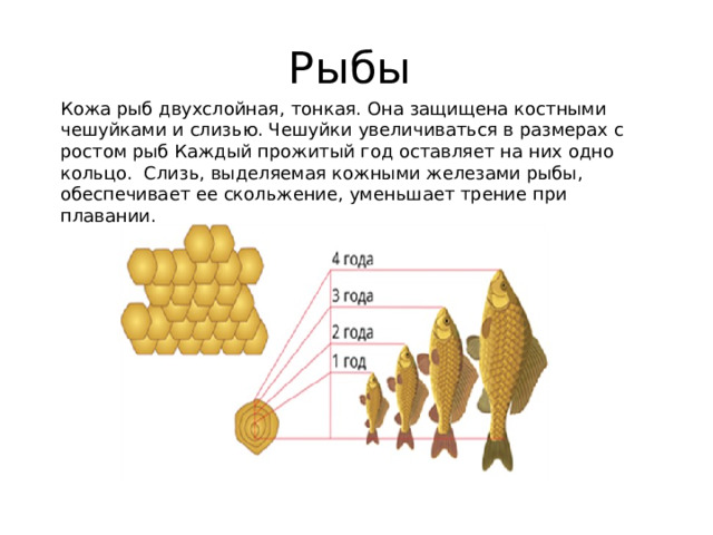 Рыбы Кожа рыб двухслойная, тонкая. Она защищена костными чешуйками и слизью. Чешуйки увеличиваться в размерах с ростом рыб Каждый прожитый год оставляет на них одно кольцо. Слизь, выделяемая кожными железами рыбы, обеспечивает ее скольжение, уменьшает трение при плавании. 