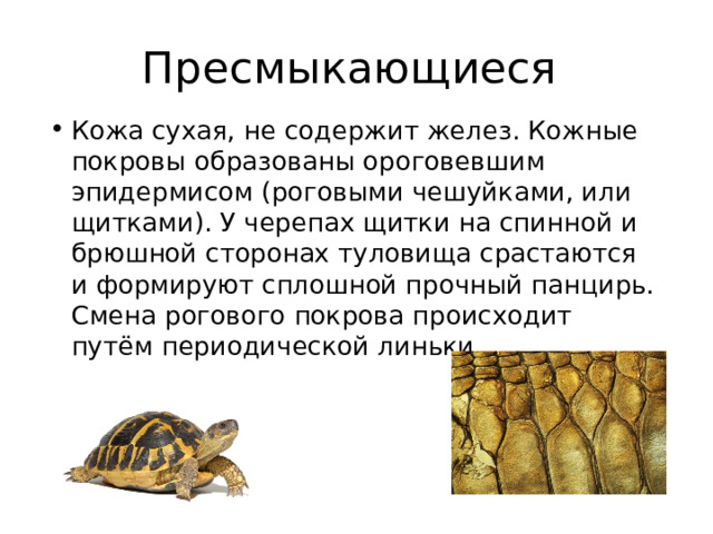 Пресмыкающиеся Кожа сухая, не содержит желез. Кожные покровы образованы ороговевшим эпидермисом (роговыми чешуйками, или щитками). У черепах щитки на спинной и брюшной сторонах туловища срастаются и формируют сплошной прочный панцирь. Смена рогового покрова происходит путём периодической линьки.  