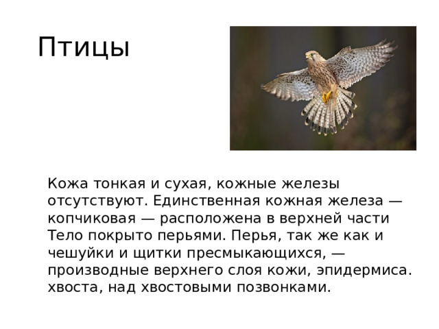 Птицы Кожа тонкая и сухая, кожные железы отсутствуют. Единственная кожная железа — копчиковая — расположена в верхней части Тело покрыто перьями. Перья, так же как и чешуйки и щитки пресмыкающихся, — производные верхнего слоя кожи, эпидермиса. хвоста, над хвостовыми позвонками.  