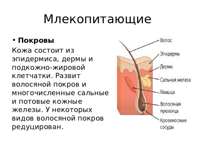 Млекопитающие Покровы Кожа состоит из эпидермиса, дермы и подкожно-жировой клетчатки. Развит волосяной покров и многочисленные сальные и потовые кожные железы. У некоторых видов волосяной покров редуцирован. 