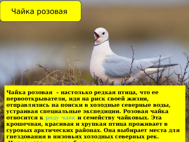 Чайка розовая Чайка розовая – настолько редкая птица, что ее первооткрыватели, идя на риск своей жизни, отправлялись на поиски в холодные северные воды, устраивая специальные экспедиции. Розовая чайка относится к  роду чаек  и семейству чайковых. Эта крошечная, красивая и хрупкая птица проживает в суровых арктических районах. Она выбирает места для гнездования в низовьях холодных северных рек.  Число розовых чаек быстро уменьшается. 