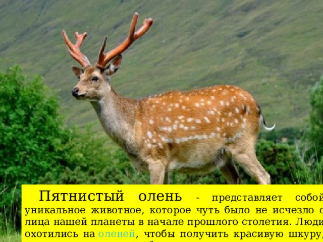  Пятнистый олень -  представляет собой уникальное животное, которое чуть было не исчезло с лица нашей планеты в начале прошлого столетия. Люди охотились на  оленей , чтобы получить красивую шкуру, восхитительное мясо и бархатистые рога. 1 