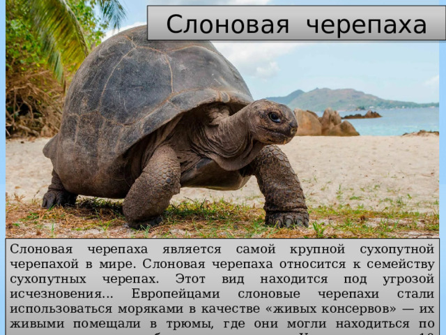 Слоновая черепаха Слоновая черепаха является самой крупной сухопутной черепахой в мире. Слоновая черепаха относится к семейству сухопутных черепах. Этот вид находится под угрозой исчезновения... Европейцами слоновые черепахи стали использоваться моряками в качестве «живых консервов» — их живыми помещали в трюмы, где они могли находиться по нескольку месяцев без воды и пищи. Уничтожено до 10 миллионов слоновых черепах. 