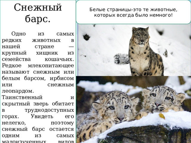Белые страницы-это те животные, которых всегда было немного! Снежный барс.  Одно из самых редких животных в нашей стране — крупный хищник из семейства кошачьих. Редкое млекопитающее называют снежным или белым барсом, ирбисом или снежным леопардом. Таинственный и скрытный зверь обитает в труднодоступных горах. Увидеть его нелегко, поэтому снежный барс остается одним из самых малоизученных видов кошачьих на планете.  Многие народы, которые живут в горах, считают неуловимую кошку символом благородства и силы .  