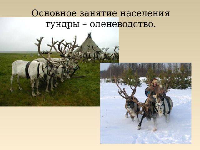Основное занятие населения тундры – оленеводство. 