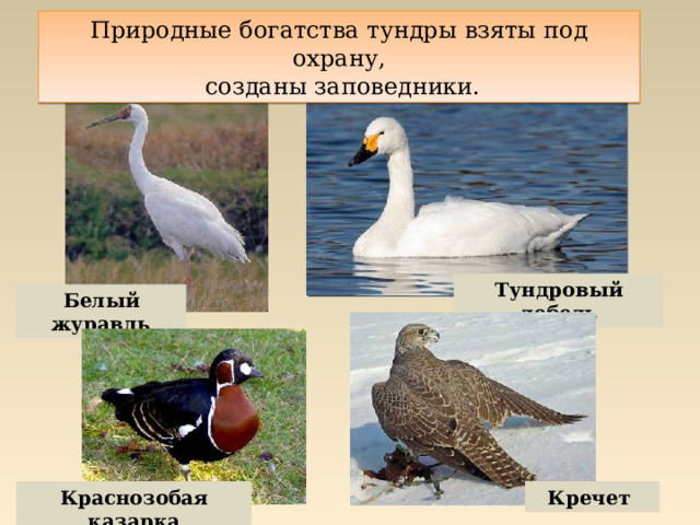 Природные богатства тундры взяты под охрану,  созданы заповедники. Тундровый лебедь Белый журавль Краснозобая казарка Кречет 