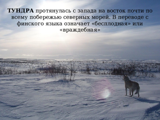 ТУНДРА протянулась с запада на восток почти по всему побережью северных морей. В переводе с финского языка означает «бесплодная» или «враждебная» 