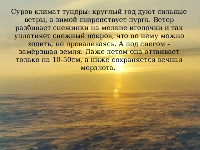 Суров климат тундры: круглый год дуют сильные ветры, а зимой свирепствует пурга. Ветер разбивает снежинки на мелкие иголочки и так уплотняет снежный покров, что по нему можно ходить, не проваливаясь. А под снегом – замёрзшая земля. Даже летом она оттаивает только на 10-50см, а ниже сохраняется вечная мерзлота. 