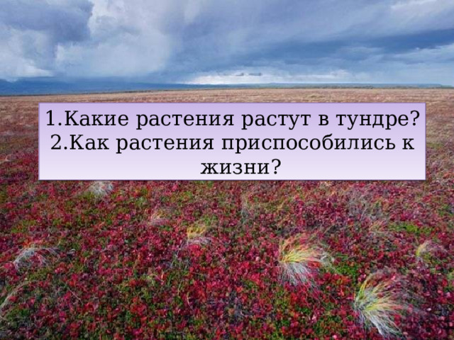 Какие растения растут в тундре? Как растения приспособились к жизни? 