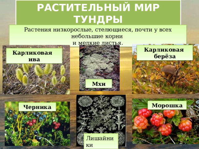 РАСТИТЕЛЬНЫЙ МИР ТУНДРЫ Растения низкорослые, стелющиеся, почти у всех небольшие корни и мелкие листья. Карликовая берёза Карликовая ива Мхи Морошка Черника Лишайники 