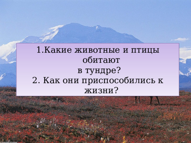 Какие животные и птицы обитают  в тундре? 2. Как они приспособились к жизни? 