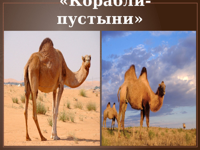  «Корабли-пустыни» 