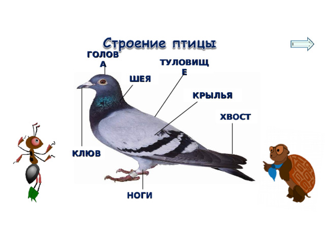ГОЛОВА ТУЛОВИЩЕ ШЕЯ КРЫЛЬЯ ХВОСТ КЛЮВ НОГИ 