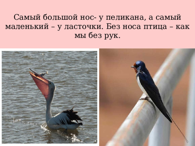 Самый большой нос- у пеликана, а самый маленький – у ласточки. Без носа птица – как мы без рук. 