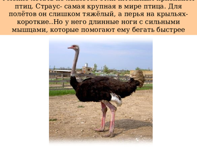 Умение летать не является отличительным признаком птиц. Страус- самая крупная в мире птица. Для полётов он слишком тяжёлый, а перья на крыльях- короткие..Но у него длинные ноги с сильными мышцами, которые помогают ему бегать быстрее своих врагов. 