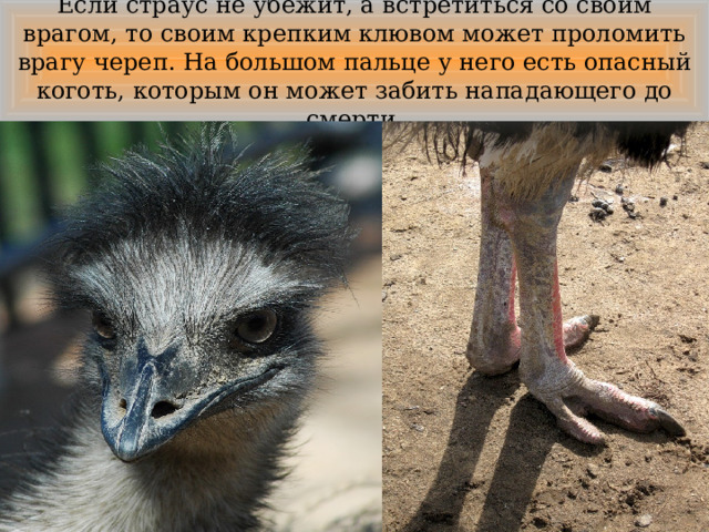 Если страус не убежит, а встретиться со своим врагом, то своим крепким клювом может проломить врагу череп. На большом пальце у него есть опасный коготь, которым он может забить нападающего до смерти. 