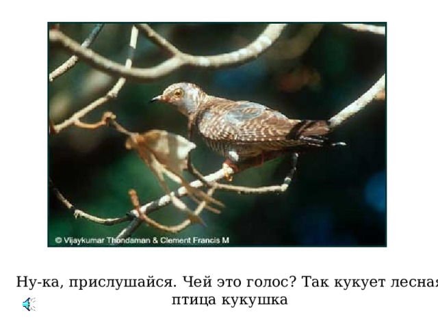 Ну-ка, прислушайся. Чей это голос ? Так кукует лесная птица кукушка 