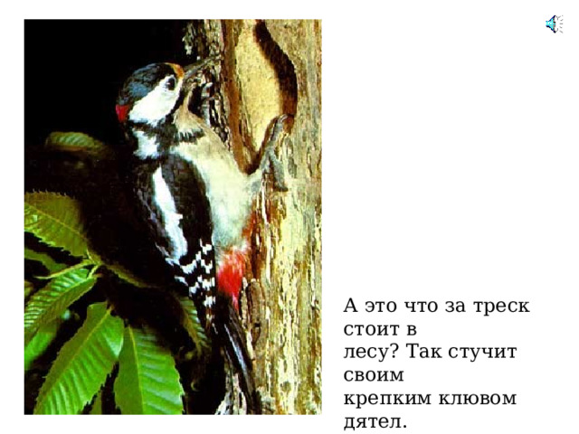 А это что за треск стоит в лесу ? Так стучит своим крепким клювом дятел. Он достает из-под коры насекомых себе на обед  