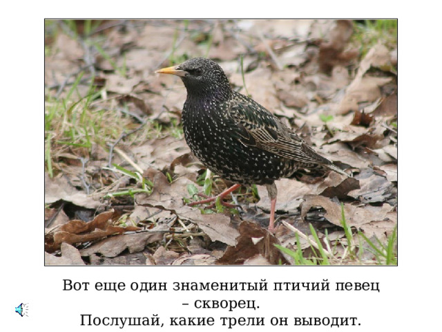 Вот еще один знаменитый птичий певец – скворец. Послушай, какие трели он выводит. 