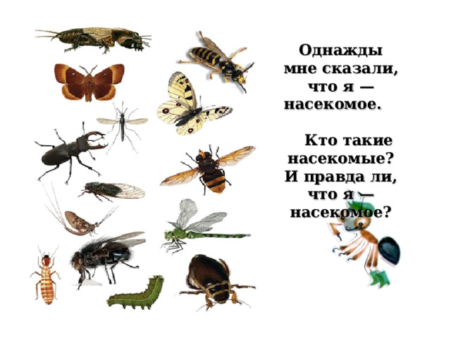 Однажды мне сказали, что я — насекомое. Кто такие насекомые? И правда ли, что я — насекомое? 