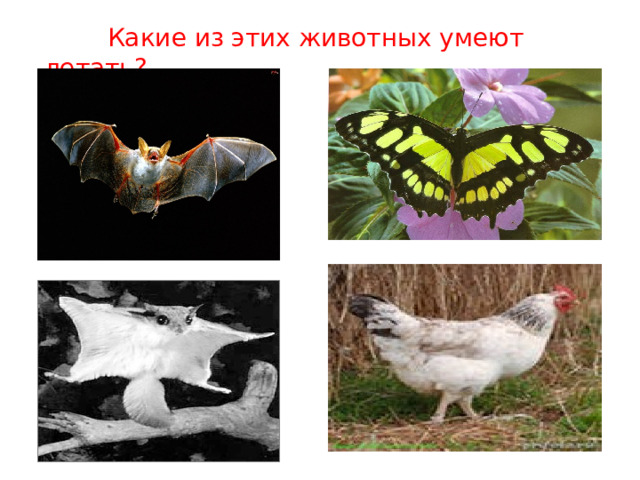  Какие из этих животных умеют летать? 