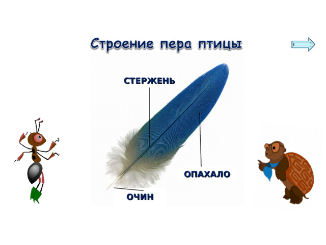 СТЕРЖЕНЬ ОПАХАЛО ОЧИН 