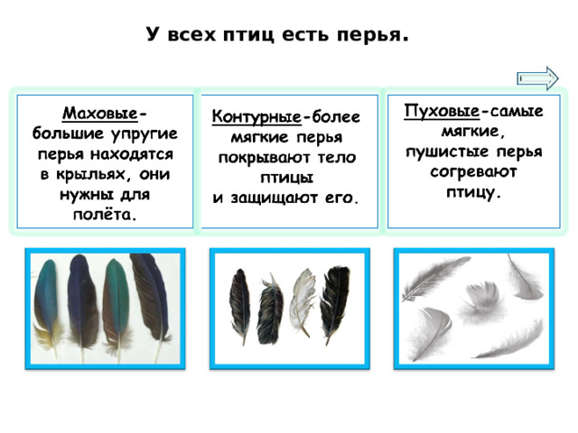  У всех птиц есть перья . 