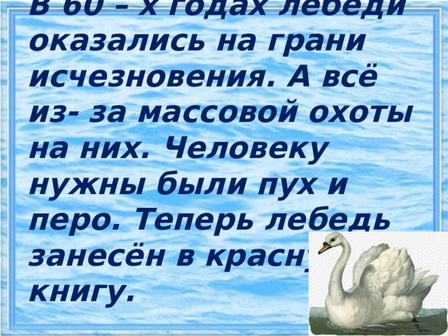        В 60 – х годах лебеди оказались на грани исчезновения. А всё из- за массовой охоты на них. Человеку нужны были пух и перо. Теперь лебедь занесён в красную книгу. 