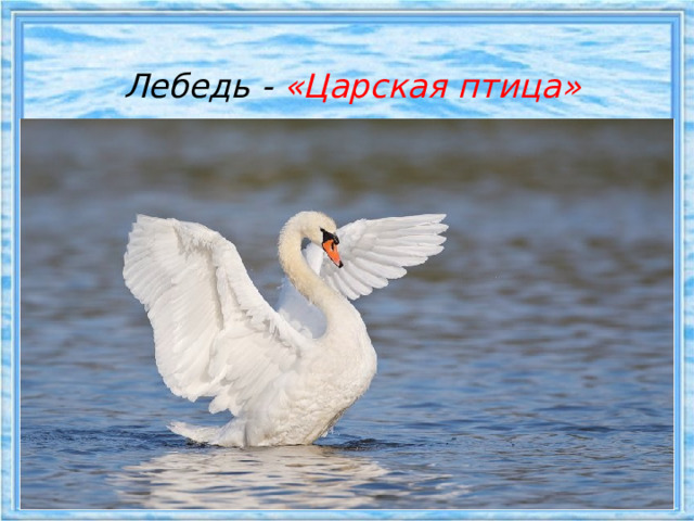    Лебедь -  «Царская птица»  