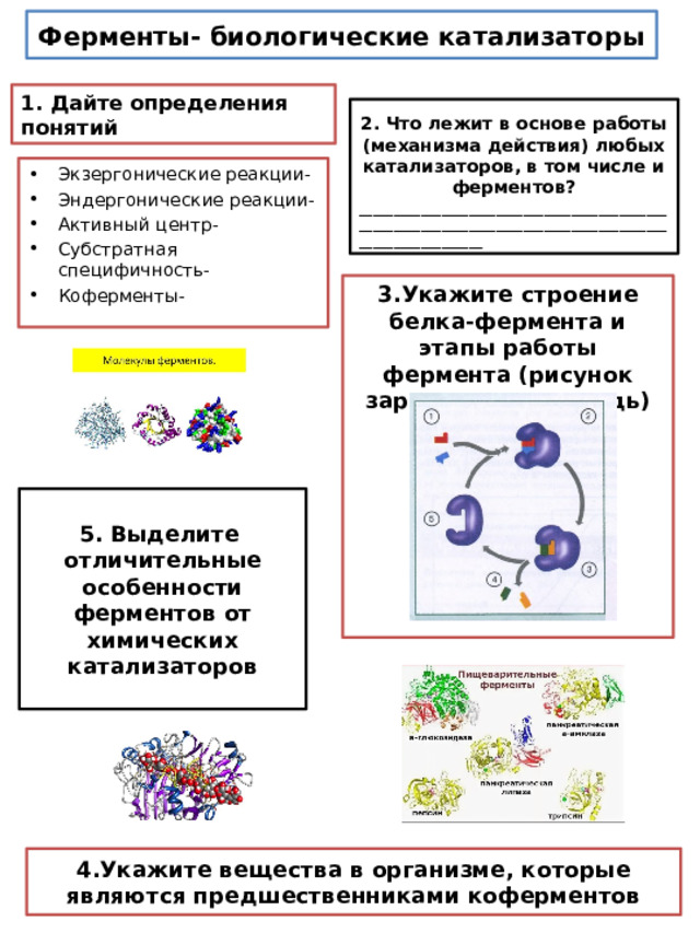Ферменты- биологические катализаторы 1. Дайте определения понятий 2. Что лежит в основе работы (механизма действия) любых катализаторов, в том числе и ферментов? ____________________________________________________________________________________________________________ Экзергонические реакции- Эндергонические реакции- Активный центр- Субстратная специфичность- Коферменты- 3.Укажите строение белка-фермента и этапы работы фермента (рисунок зарисовать в тетрадь) 5. Выделите отличительные особенности ферментов от химических катализаторов 4.Укажите вещества в организме, которые являются предшественниками коферментов 