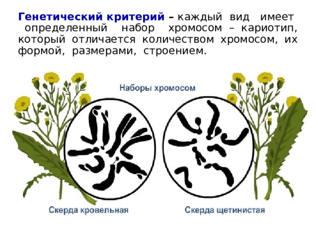 Генетический критерий – каждый вид имеет определенный набор хромосом – кариотип, который отличается количеством хромосом, их формой, размерами, строением. 