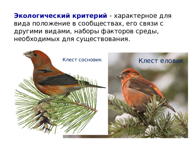 Экологический критерий - характерное для вида положение в сообществах, его связи с другими видами, наборы факторов среды, необходимых для существования. Клест сосновик Клест еловик 