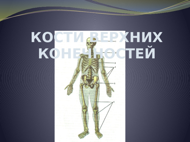 Кости верхних конечностей 