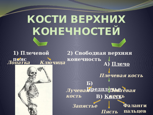 Кости верхних конечностей 1) Плечевой пояс 2) Свободная верхняя конечность Ключица Лопатка  А) Плечо   Плечевая кость Б) Предплечье Лучевая кость Локтевая кость В) Кисть Фаланги пальцев Запястье Пясть 