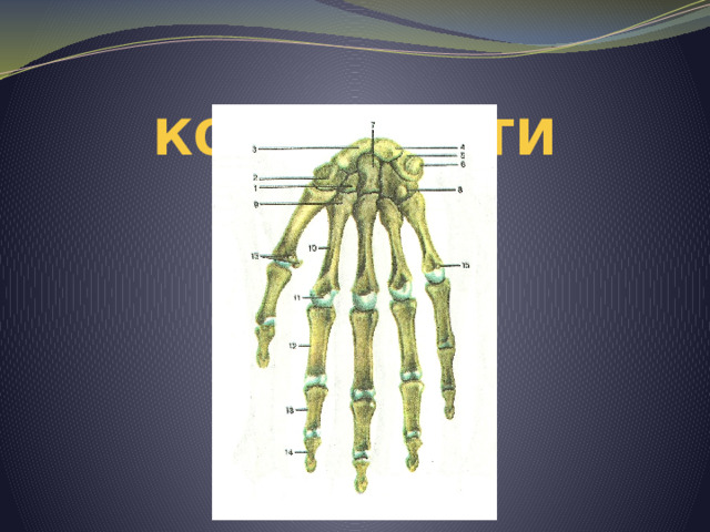 Кости кисти 