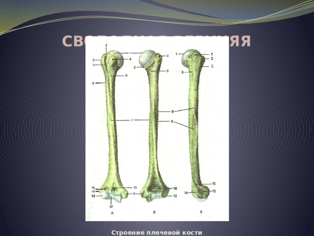 Свободная верхняя конечность. Строение плечевой кости 