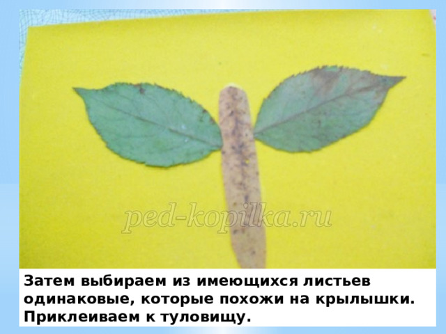 Затем выбираем из имеющихся листьев одинаковые, которые похожи на крылышки. Приклеиваем к туловищу. 