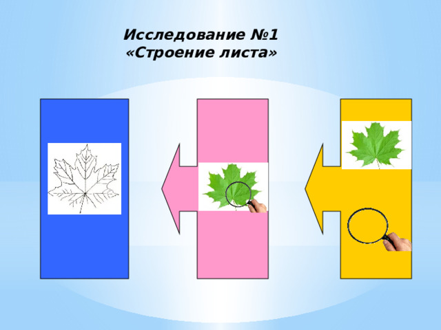 Исследование №1  «Строение листа»   