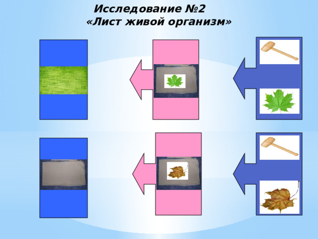 Исследование №2   «Лист живой организм»   