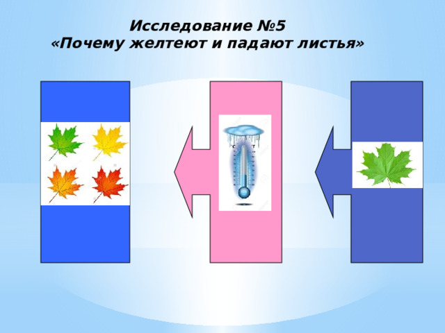 Исследование №5  «Почему желтеют и падают листья»   
